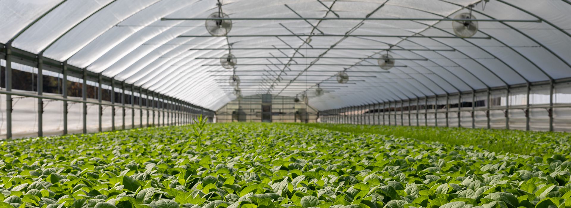2026年蔬菜种植温室大棚解决方案